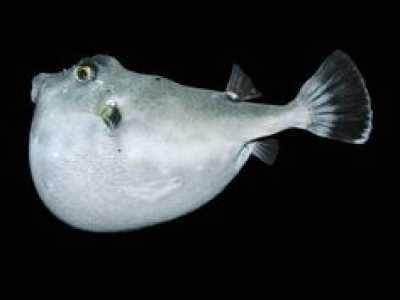 Pesce palla
